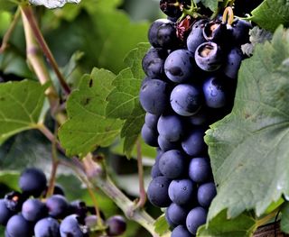 果园里的有机葡萄