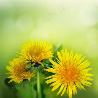 一株三朵黄色花的植物