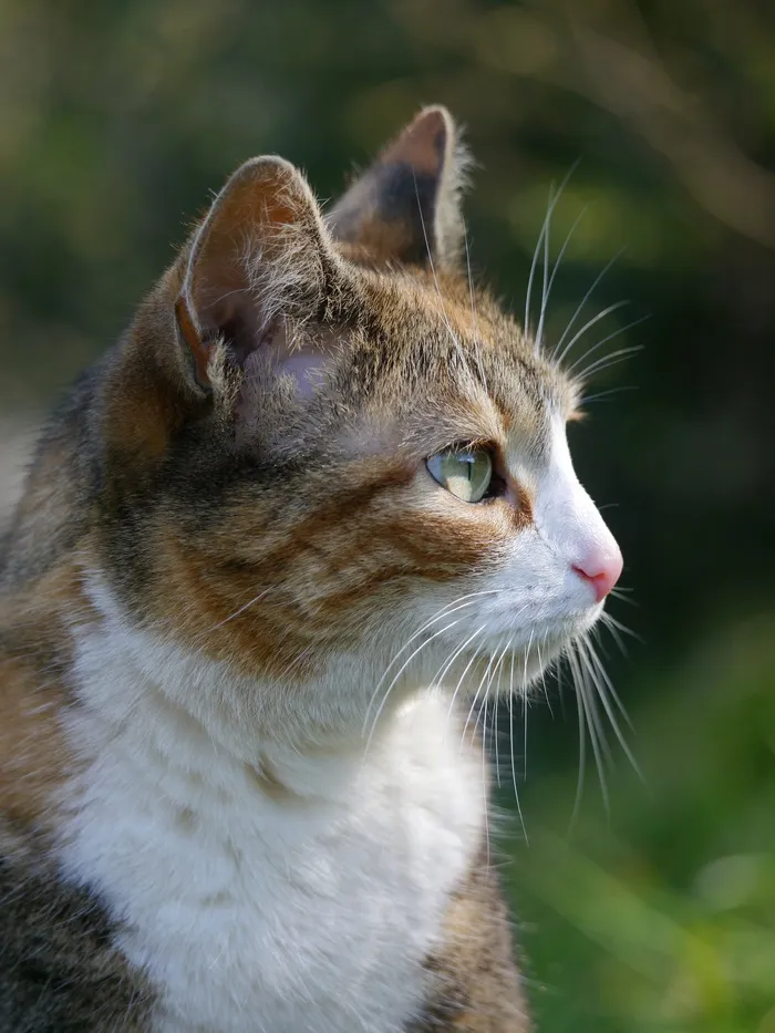 可爱猫猫图片