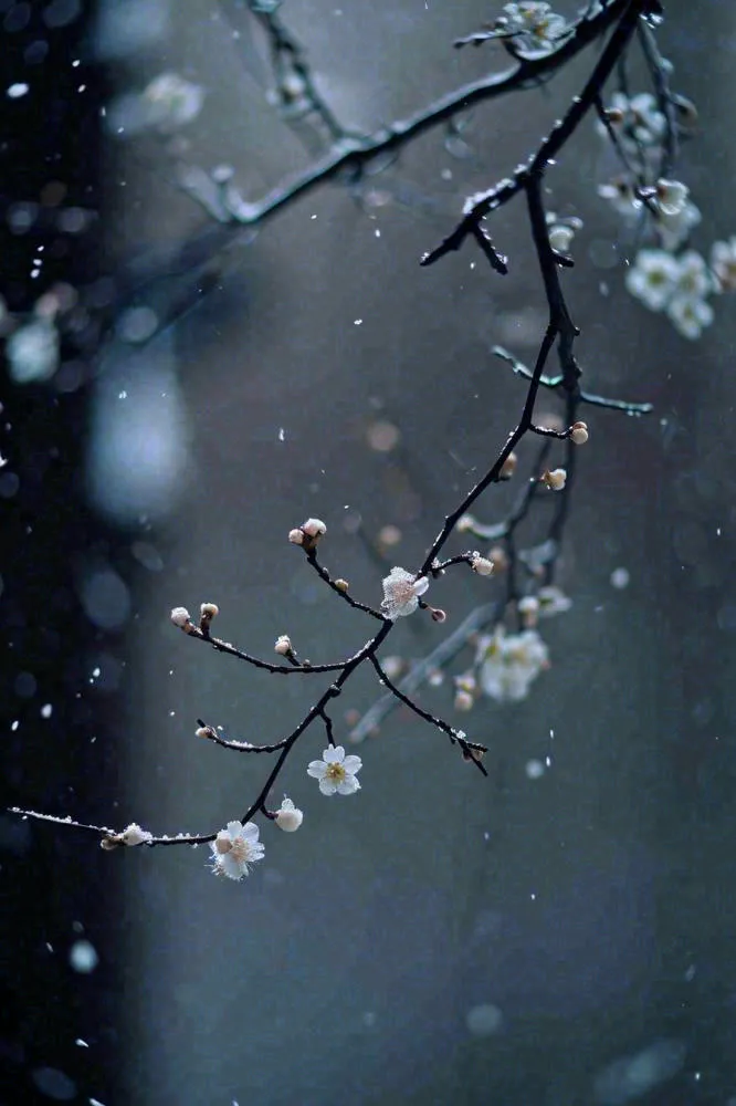 冬天雪花枝叶植物简约意境，冬季小雪大雪冬至摄影图(896x1344)