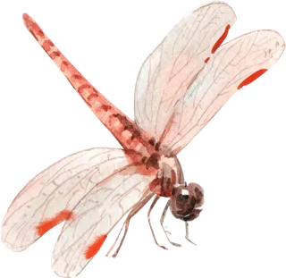 插画免抠高清素材