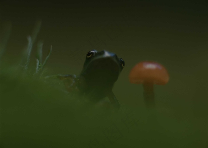 昆虫 26