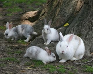 兔子可爱动物素材动物实拍