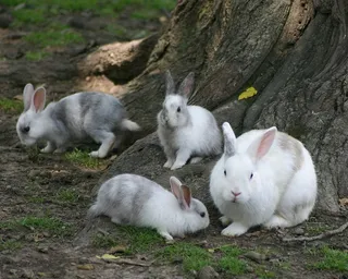 兔子可爱动物素材动物实拍