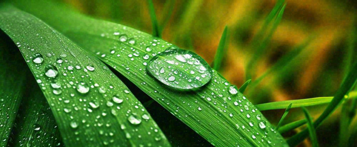 夏天绿叶露水露珠萌芽清新，雨水白露谷雨摄影图(1712x704)