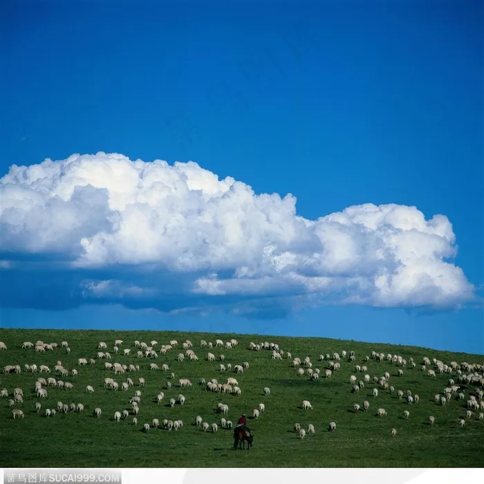 自然风光-白云下成群的绵羊