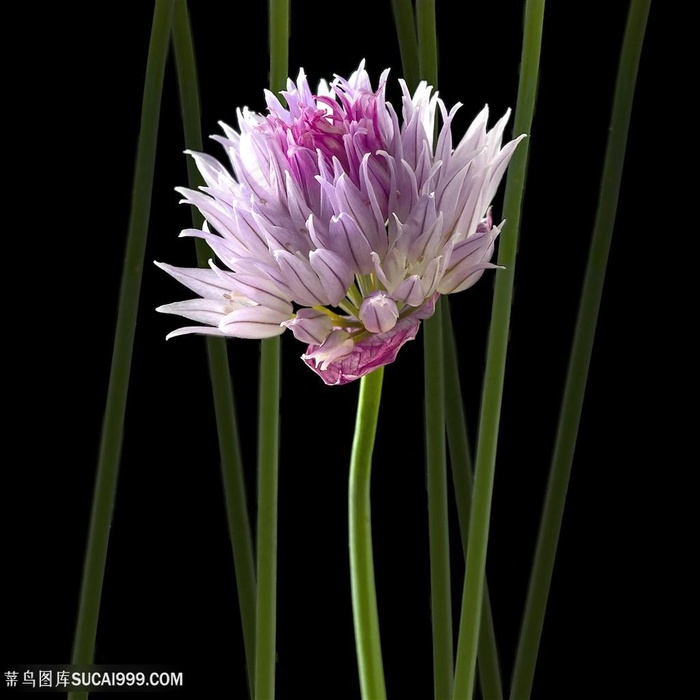 超高清大葱花鲜花图片