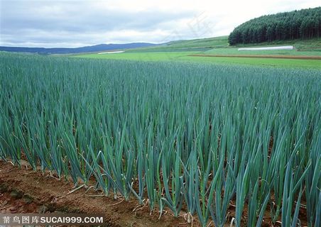 农作物-地里种植着成片的大葱