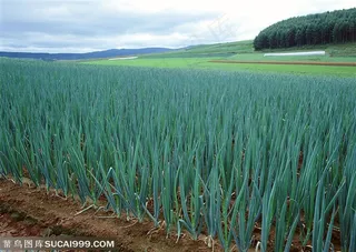 农作物-地里种植着成片的大葱