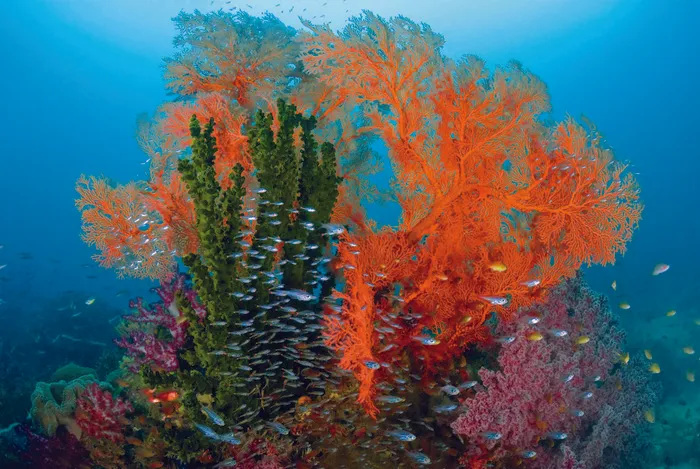 海洋海底珊瑚海水鱼群高清背景