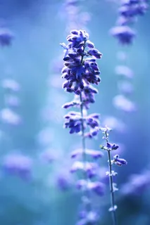 唯美紫色鲜花图片 唯美紫色鲜花图片