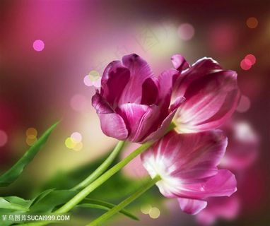 唯美粉色郁金香鲜花图片