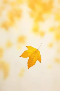 秋天落叶秋叶黄色背景