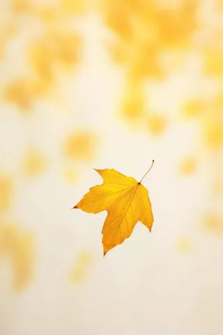 秋天落叶秋叶黄色背景