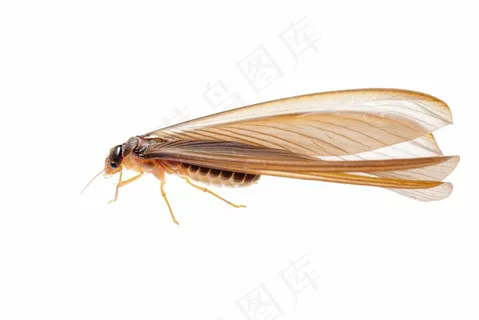 白蚁蚂蚁昆虫动物