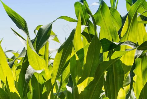 玉米叶子图片