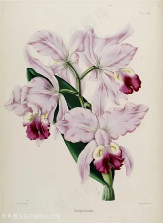 高清唯美淡雅花卉插画