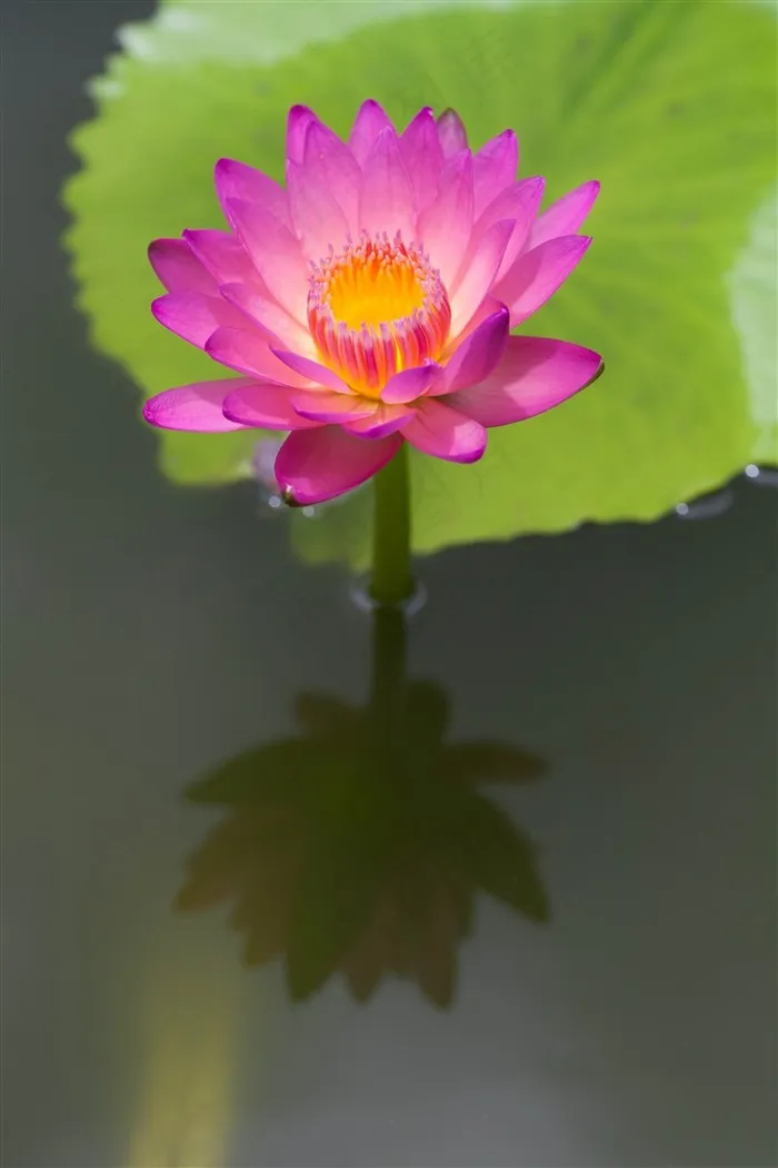 一朵荷花立在水中