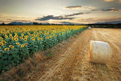 傍晚野外向日葵花海图片