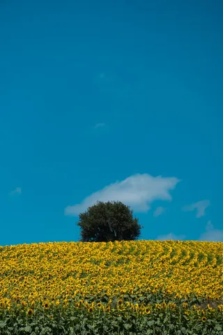 黄色向日葵摄影素材