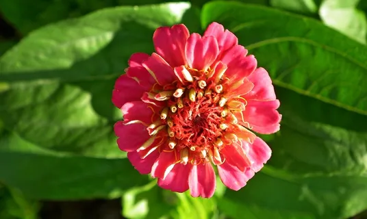 红色百日草鲜花图片 红色百日草鲜花图片