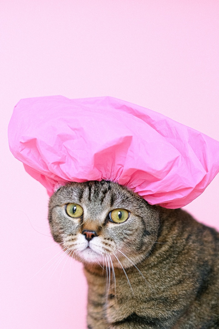 可爱猫咪猫猫摄影素材