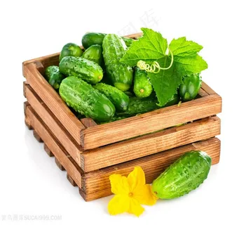 黄瓜水果黄瓜黄瓜 黄瓜 新鲜小黄瓜  小青瓜 嫩黄瓜 青瓜 有机黄瓜 荷兰黄瓜