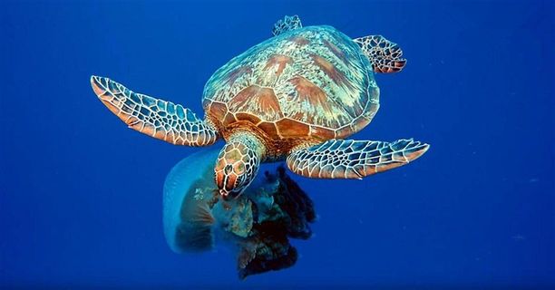 品尝水母的海龟 品尝水母的海龟