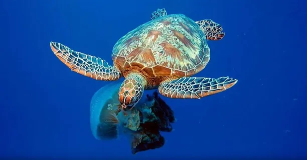 品尝水母的海龟 品尝水母的海龟