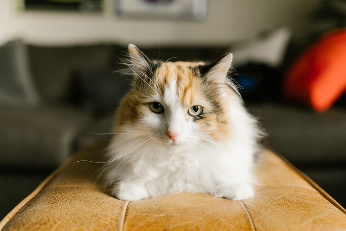 可爱猫咪猫猫摄影素材