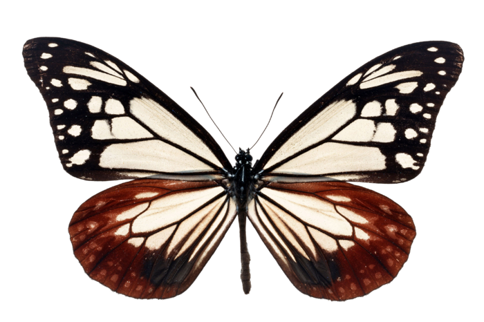 蝴蝶 彩蝶 花蝴蝶 动物 昆虫 免抠