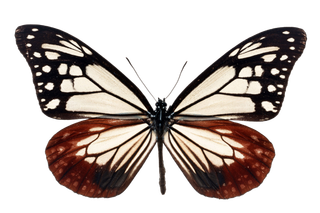 蝴蝶 彩蝶 花蝴蝶 动物 昆虫 免抠