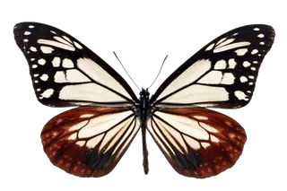 蝴蝶 彩蝶 花蝴蝶 动物 昆虫 免抠