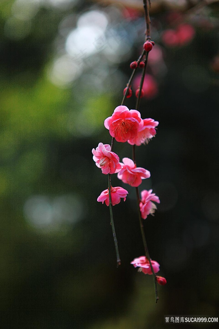 梅花鲜花大全图片