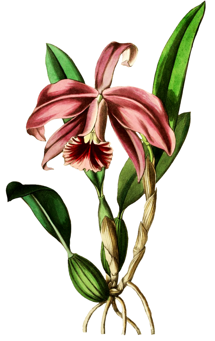 复古手绘植物花卉玫瑰花PNG免扣图案高清图片PS设计素材图