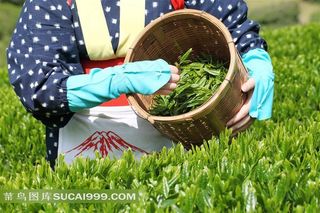 茶叶种植园里采茶工人特写摄影高清图片