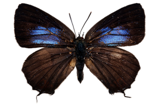 蝴蝶 彩蝶 花蝴蝶 动物 昆虫 免抠