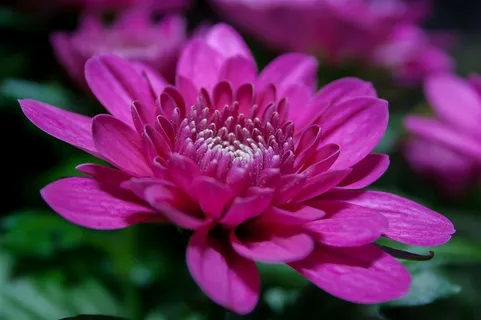 漂亮的睡莲花 漂亮的睡莲花