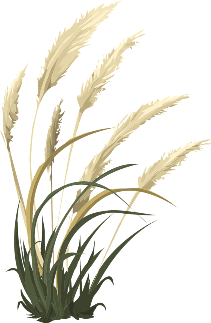 芦苇现代农业现代农业