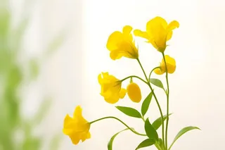 花朵黄色简约背景