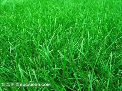 绿意浓浓的草地