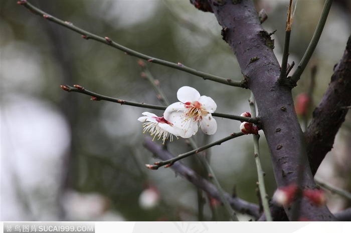 梅花情缘-枝头上的白色梅花