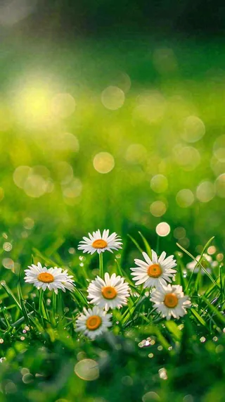 春天夏天草地绿叶小花阳光温馨，春分惊蛰谷雨摄影图