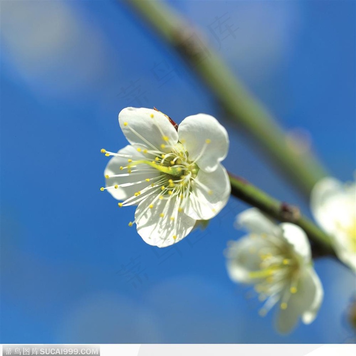 白色桃花