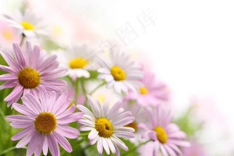 小清新菊花图片 小清新菊花图片