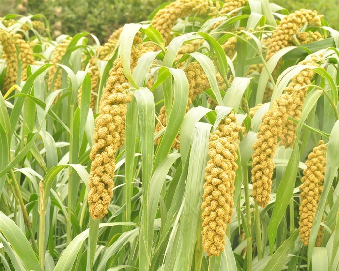 秋天成熟的小米