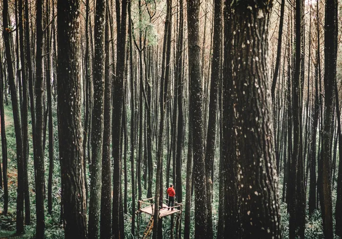 高清树木树林