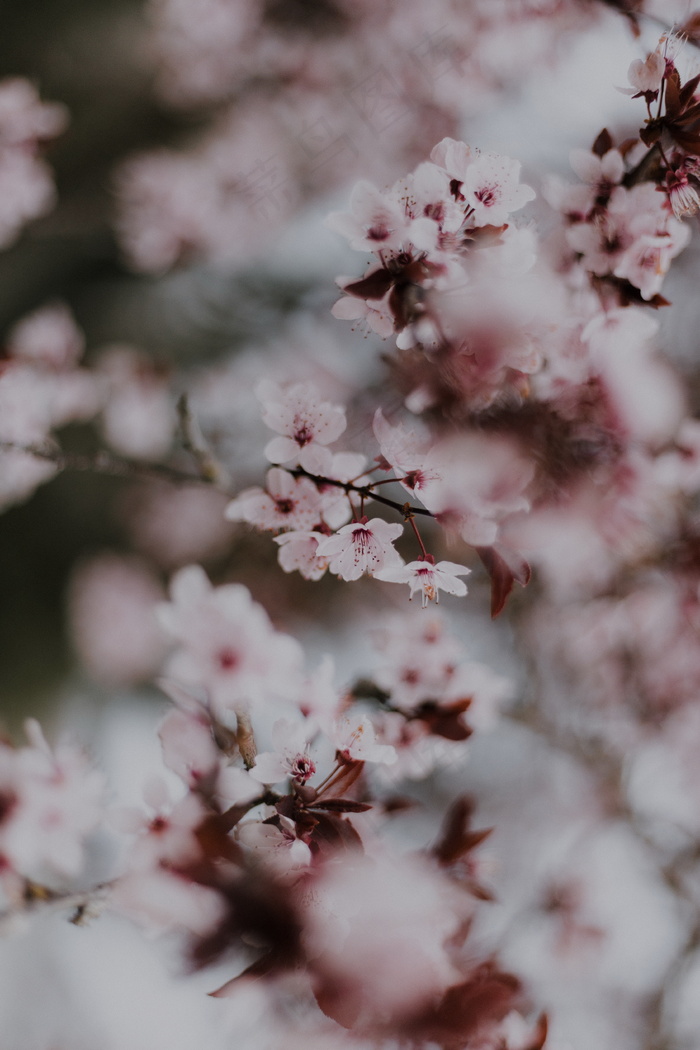 唯美粉色梅花图片