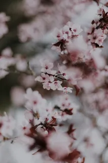唯美粉色梅花图片 唯美粉色梅花图片
