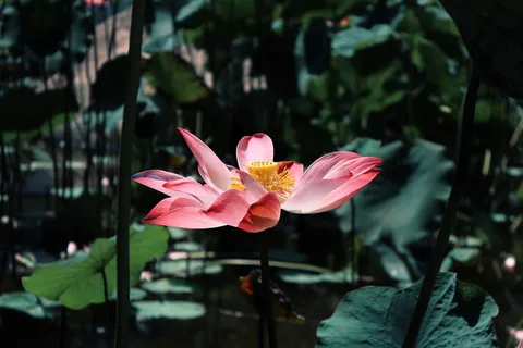 荷花池塘风景图片 荷花池塘风景图片